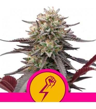 Green Punch  3 u. fem. Royal Queen