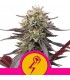 Green Punch  5 u. fem. Royal Queen