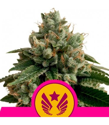 Legendary Punch 10 u. fem. Royal Queen