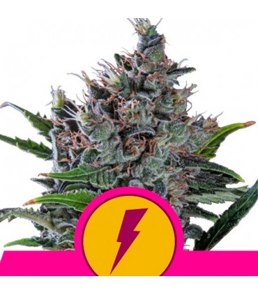 North Thunderfuck  5 u. fem. Royal Queen