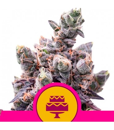 Wedding Gelato 10 u. fem. Royal Queen