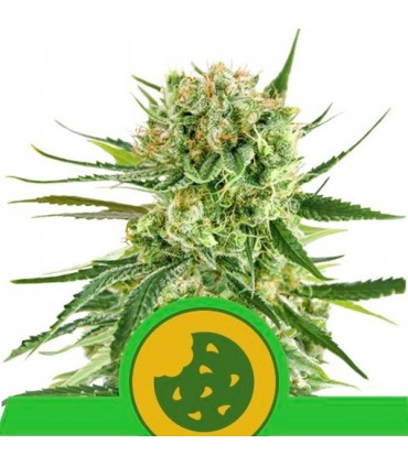 Auto Royal Cookies  3 u. fem. Royal Queen