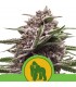 Auto Royal Gorilla  3 u. fem. Royal Queen