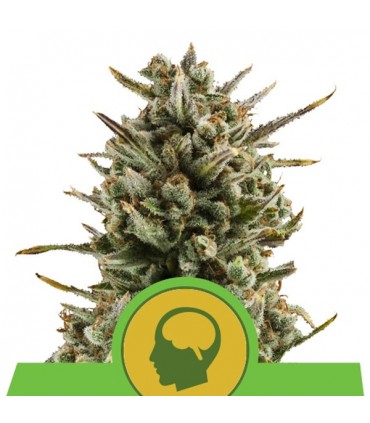 Auto Amnesia Haze  5 u. fem. Royal Queen