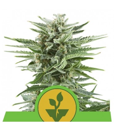 Auto Easy Bud  3 u. fem. Royal Queen