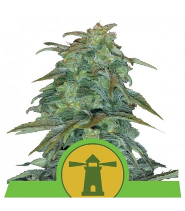 Auto Amnesia Haze 10 u. fem. Royal Queen