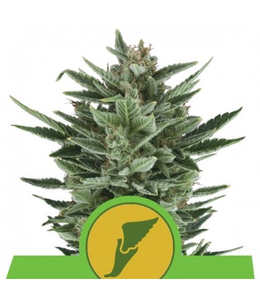 Auto Quick One 10 u. fem. Royal Queen