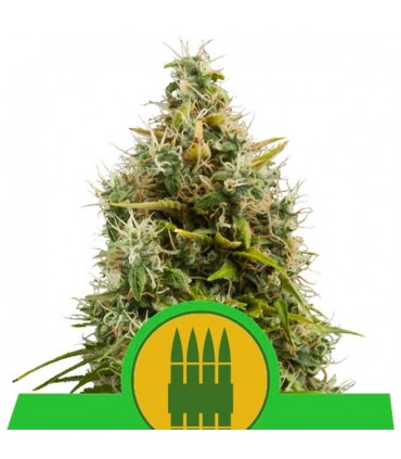 Auto Royal AK  5 u. fem. Royal Queen