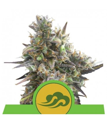 Auto Royal Bluematic  3 u. fem. Royal Queen