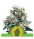 Auto Royal Creamatic 10 u. fem. Royal Queen
