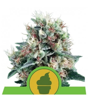 Auto Royal Creamatic  3 u. fem. Royal Queen