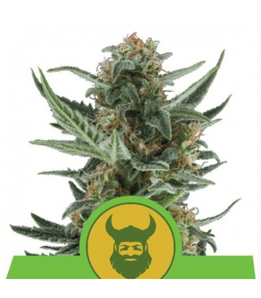 Auto Royal Dwarf fem. Royal Queen