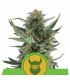 Auto Royal Dwarf  5 u. fem. Royal Queen