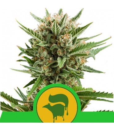 Auto Sweet Skunk 10 u. fem. Royal Queen