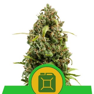 Auto Diesel fem. Royal Queen