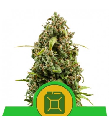 Auto Diesel  3 u. fem. Royal Queen