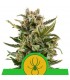 Auto White Widow  3 u. fem. Royal Queen