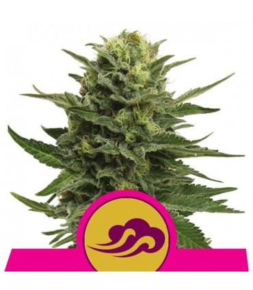 Blue Mystic  3 u. fem. Royal Queen