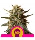 Bubble Gum XL 10 u. fem. Royal Queen