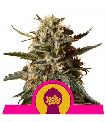 Bubble Gum XL 10 u. fem. Royal Queen