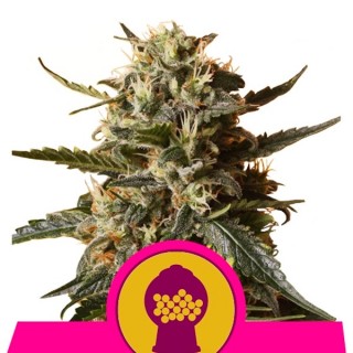 Bubble Gum XL  5 u. fem. Royal Queen