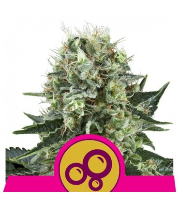 Bubble Kush  3 u. fem. Royal Queen