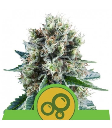 Auto Bubble Kush  3 u. fem. Royal Queen