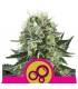 Bubble Kush  5 u. fem. Royal Queen