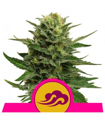 Blue Mystic  5 u. fem. Royal Queen