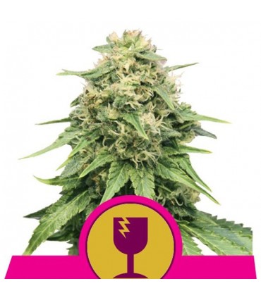 Critical 10 u. fem. Royal Queen