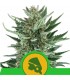 Auto Royal Cheese 10 u. fem. Royal Queen