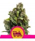 Candy Kush Express-Fast  3 u. fem. Royal Queen