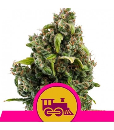 Candy Kush Express-Fast  5 u. fem. Royal Queen
