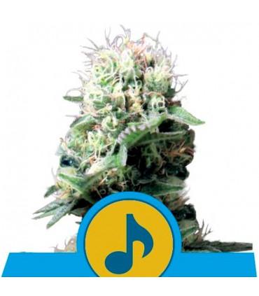 Dance World  5 u.  fem. Royal Queen