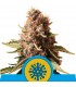 Euphoria  5 u. fem. Royal Queen