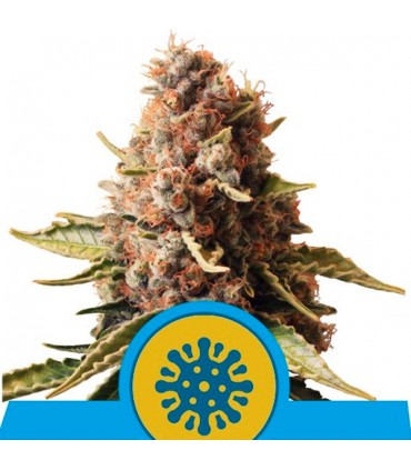 Euphoria  5 u. fem. Royal Queen