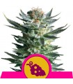 Fruit Spirit fem. Royal Queen