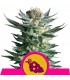 Fruit Spirit  5 u. fem. Royal Queen