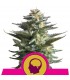 Amnesia Haze fem. Royal Queen