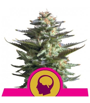 Amnesia Haze  3 u. fem. Royal Queen