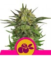 Haze Berry fem. Royal Queen