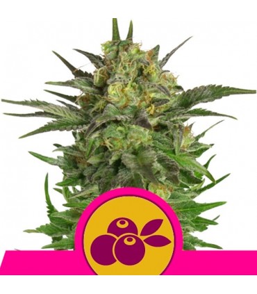 Haze Berry  5 u. fem. Royal Queen