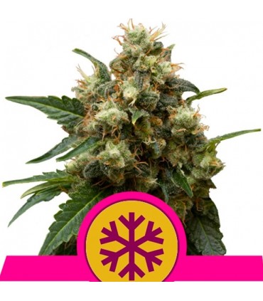 Ice fem. Royal Queen