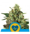 Medical Mass  3 u. fem. Royal Queen