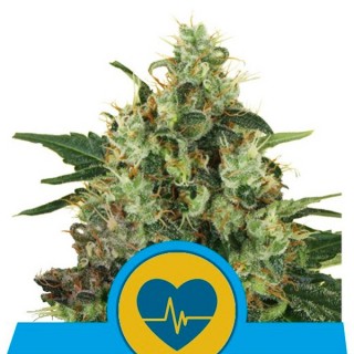 Medical mass fem. Royal Queen