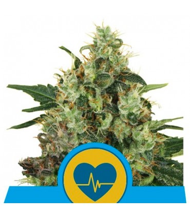 Medical Mass  5 u. fem. Royal Queen