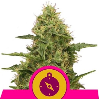 Northern Light  5 u. fem. Royal Queen