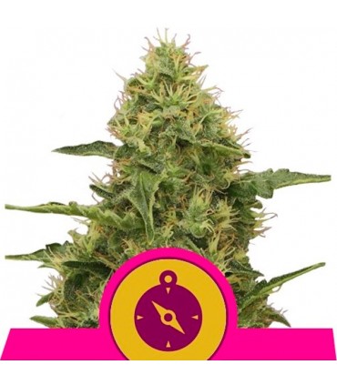 Northern Light fem. Royal Queen