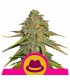Og Kush fem. Royal Queen