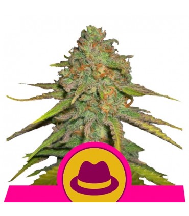 Og Kush 10 u. fem. Royal Queen